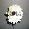 gerbera daisy flowers | white